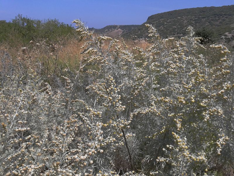 Artemisia arborescens